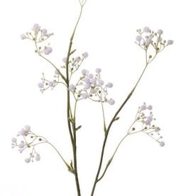 Gypsophila "Fantasy" mit 8 Blütenständen,  66cm