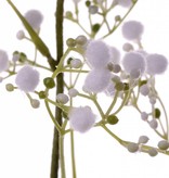 Gypsophila "Fantasy" con 8  racimos de flores, 66cm