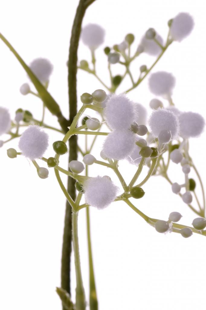 Gypsophila "Fantasy" con 8  racimos de flores, 66cm