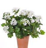 Oesterreichische Geranien (Pelargonium) 40cm, mit 92 Blättern u. 108 Blüten u. mit Knospen, by MK!, UV sicher