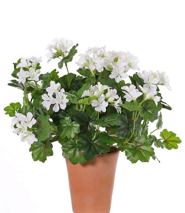 Pelargonium 40cm, with 92  lvs., 108 flowers and buds, by MK!, UVsafe