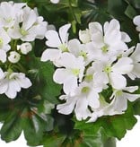Pelargonium 40cm, with 92  lvs., 108 flowers and buds, by MK!, UVsafe