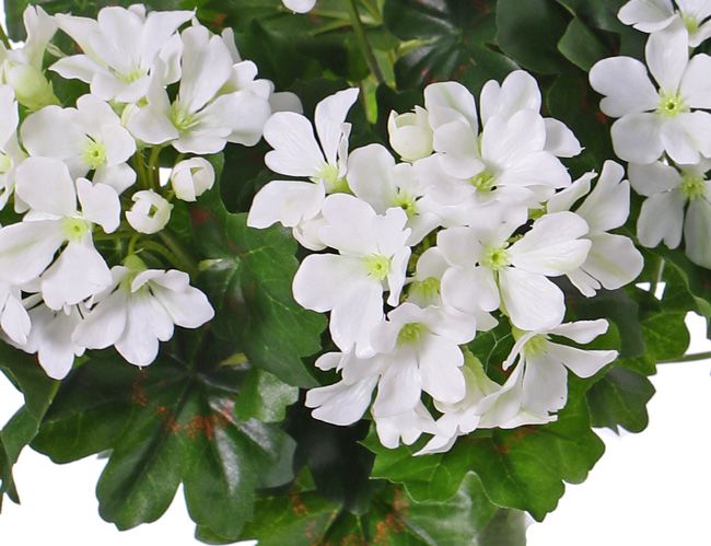 Oesterreichische Geranien (Pelargonium) 40cm, mit 92 Blättern u. 108 Blüten u. mit Knospen, by MK!, UV sicher