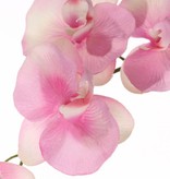 Phalaenopsis x 4 Flors, 2 capullo, 3 Hojas 44cm