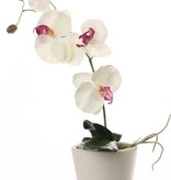 Phalaenopsis x 4 Flors, 2 capullo, 3 Hojas 44cm