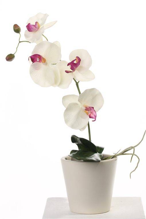 Phalaenopsis / Orchidee x 4 Flrs 2 Buds 3 Lvs & Roots 44cm