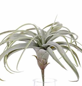 Tillandsia, groot,  h. 30cm,  Ø 35cm, 30 bladeren