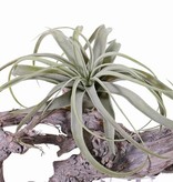 Tillandsia, groot,  h. 30cm,  Ø 35cm, 30 bladeren