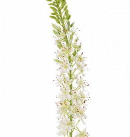 Steppenkerze, Kleopatranadel (Eremurus), (50*9cm) 47 Blüten, 89 Knospen, 106cm