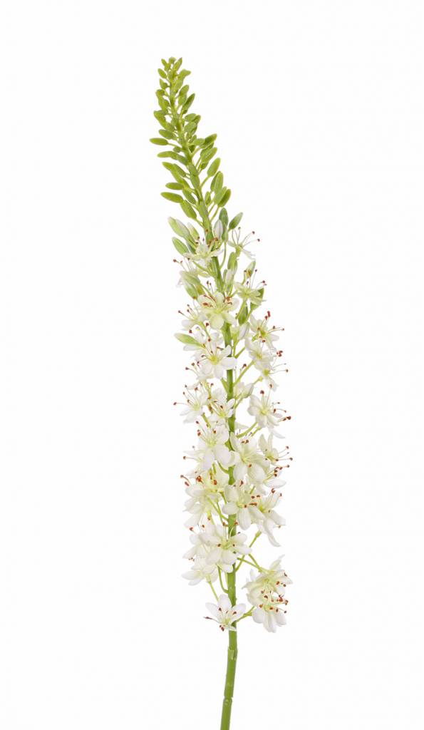 Eremurus, desert candle, foxtail lily (50*9cm) 47 flowers, 89 buds, 106cm
