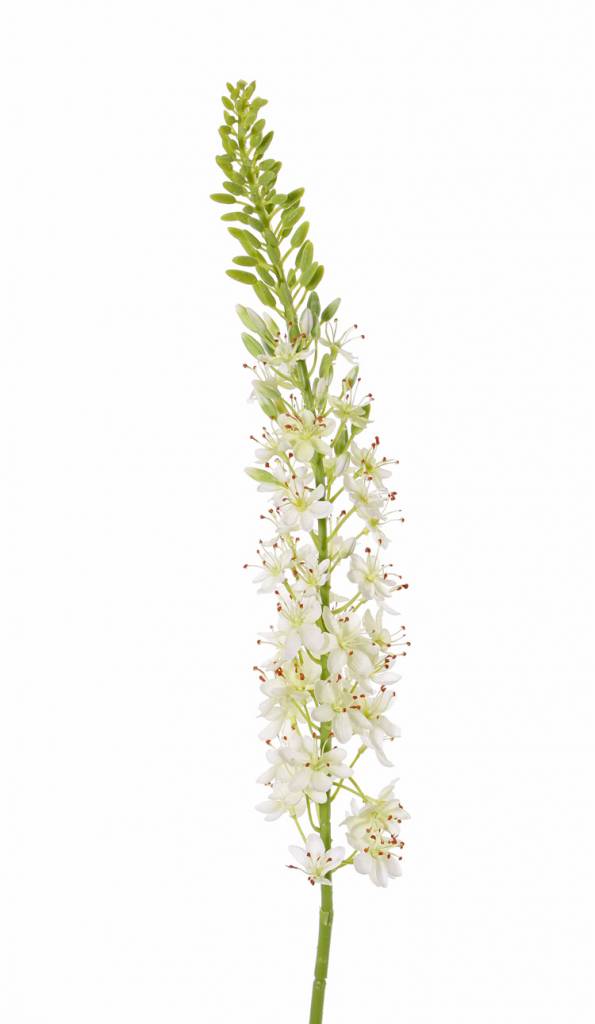 Eremurus, desert candle, foxtail lily (50*9cm) 47 flowers, 89 buds, 106cm