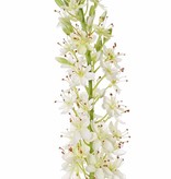 Eremurus, desert candle, foxtail lily (50*9cm) 47 flowers, 89 buds, 106cm