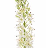 Eremurus x1 (50*9cm), 47 flores, 89 capullos, 106cm