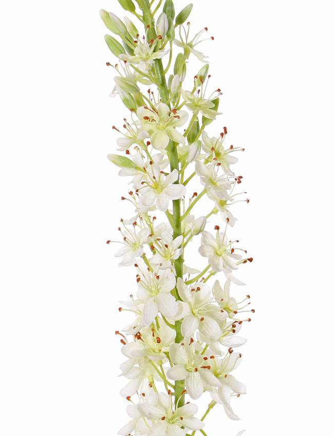 Eremurus, desert candle, foxtail lily (50*9cm) 47 flowers, 89 buds, 106cm