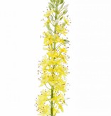 Naald van Cleopatra (Eremurus) x1 (50*9cm) 47 bloemen & 89 knop, 106cm