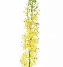 Eremurus x1 (50*9cm), 47 flores, 89 capullos, 106cm