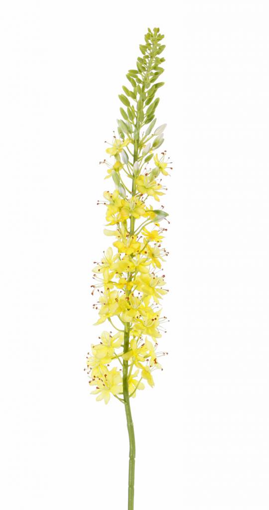 Eremurus x1 (50*9cm), 47 flores, 89 capullos, 106cm