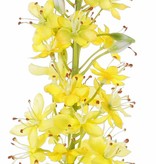 Steppenkerze, Kleopatranadel (Eremurus), (50*9cm) 47 Blüten, 89 Knospen, 106cm