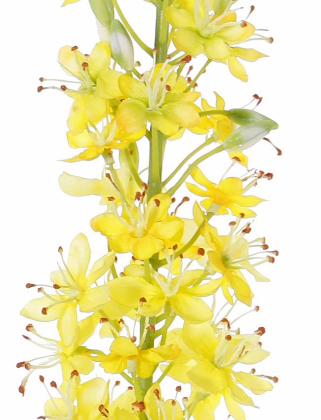 Steppenkerze, Kleopatranadel (Eremurus), (50*9cm) 47 Blüten, 89 Knospen, 106cm