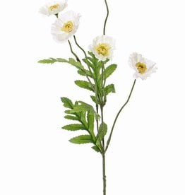 Amapola (Papaver Somniferum), 5 flores (Ø 5cm), 4 hojas, 63cm