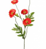 Amapola  (Papaver Somniferum), 5 flores (Ø 5cm), 4 hojas, 63cm