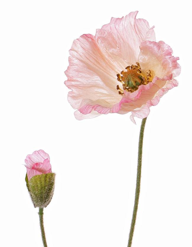 Amapola (Papaver Somniferum) 'Shiny", 1 flor (3 capas, Ø 12cm) & 1 capullo, flocado, 2 hojas, 65cm