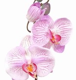 Phalaenopsis x3 corto 33cm, pvc cap