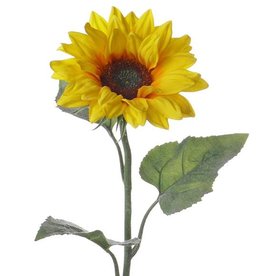 Single Large Sunflower,  3 lvs.,  81cm,  Ø 17cm