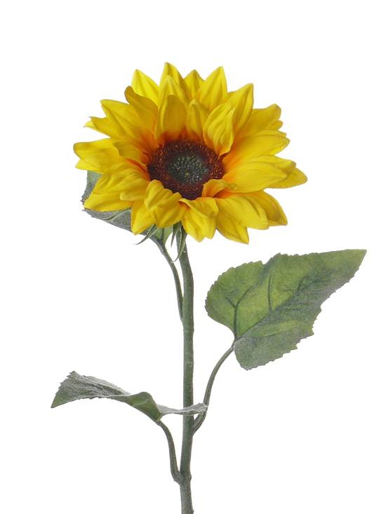 Single Large Sunflower,  3 lvs.,  81cm,  Ø 17cm