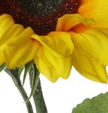 Single Large Sunflower,  3 lvs.,  81cm,  Ø 17cm