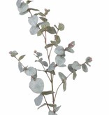 Eucalyptustak (Gomboom)  met 60 blad (30 bladparen) & 8 bladknoppen, 86 cm
