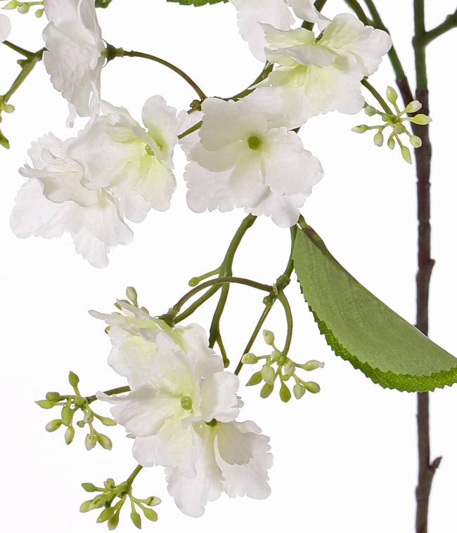 Hydrangea macrophylla (Hortensie) mit 31 Blüten, 4 Blättern, 15 Knospen-Blütenstände, 96cm