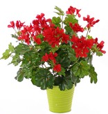 Geranium austríaco, 40cm