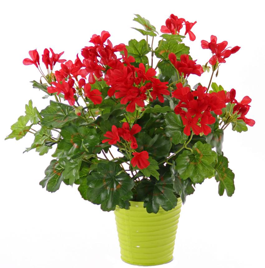 Geranium (oesterreich) 40cm