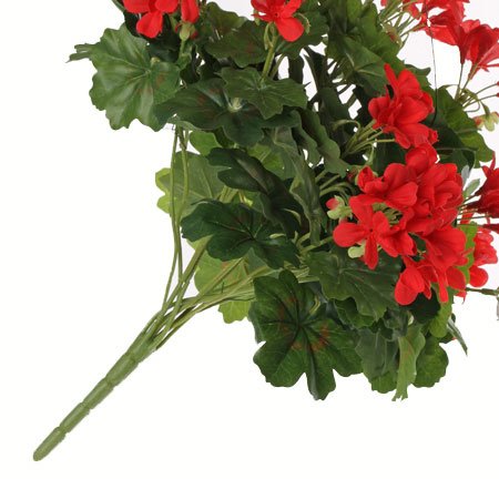 Geranium (oesterreich) 40cm