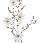 Magnolie fein 75cm 4 Blueten und Knospen