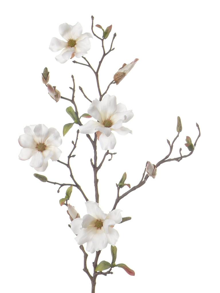 Magnolie fein 75cm 4 Blueten und Knospen