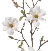 Magnolie fein 75cm 4 Blueten und Knospen