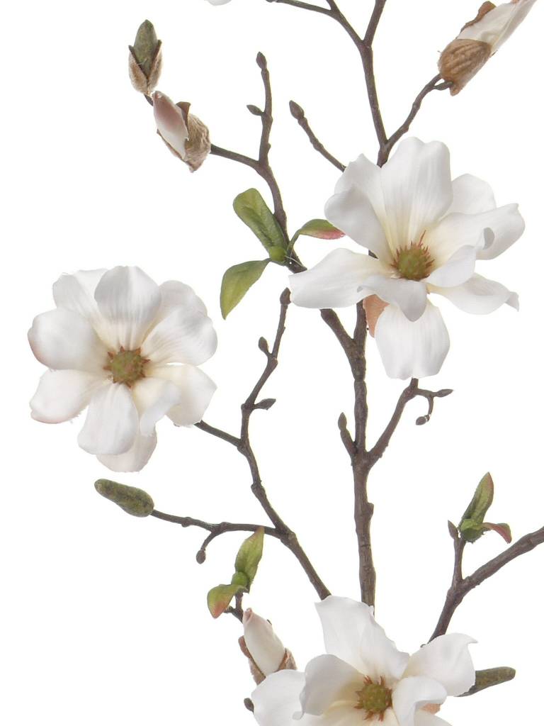 Magnolie fein 75cm 4 Blueten und Knospen