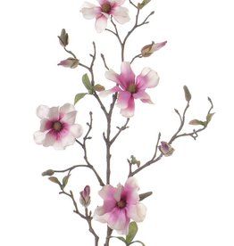 Magnolia, 75cm,  4 flowers with buds