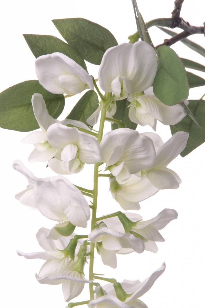 Wisteria "de luxe", 2 flowers (30cm/15cm) and 29 lvs., 105cm