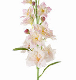 Delphinium, 12 flrs., 8 bud, 3 lvs, 60cm