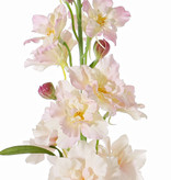 Delphinium, 12 flrs., 8 bud, 3 lvs, 60cm