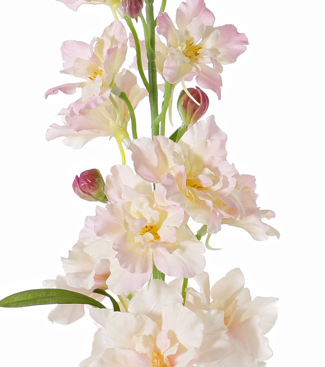 Delphinium Rittersporn, 12 Blumen, 8 Knospen, 3 Blaetter, 60cm