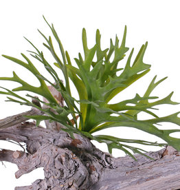 Cuerno de alce (platycerium) 12 hojas, 30cm