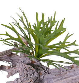 Staghorn 30cm (platycerium), 12 leaves