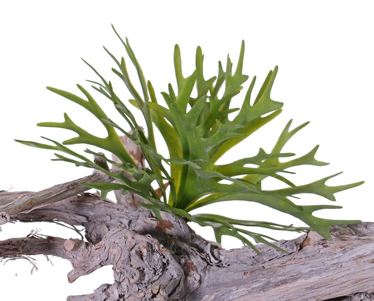 Hertshoorn (Platycerium) klein, 12 blad, 30cm