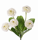 Bellis perennis (Chiribita), 5 flores (Ø 4.5cm), 7 hojas, 24 cm