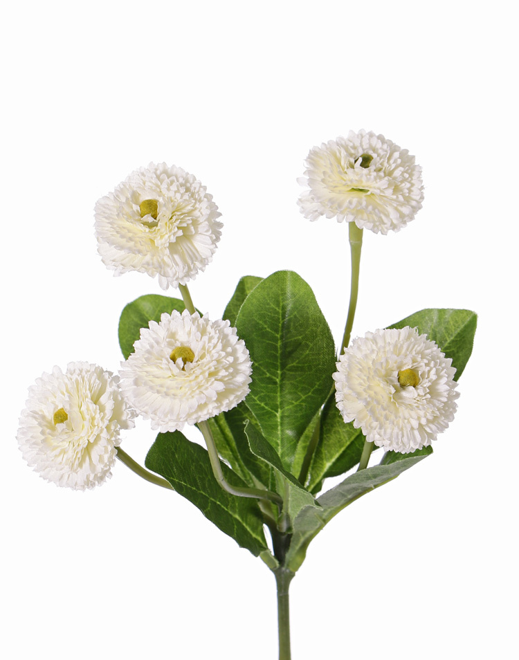 Bellis perennis (Chiribita), 5 flores (Ø 4.5cm), 7 hojas, 24 cm