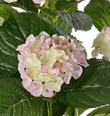 Hortensia con 5 grupos de flor (204 flores), 30 hojas, 36cm en maceta plástico negro